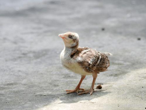 小娜离婚是谁爆料的视频,揭秘背后爆料者身份  第2张