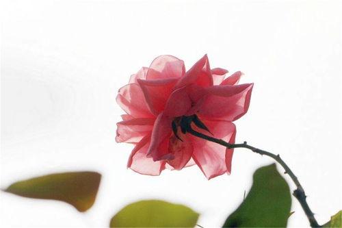 一颗花心的萝卜爆料视频,揭秘娱乐圈不为人知的秘密  第3张