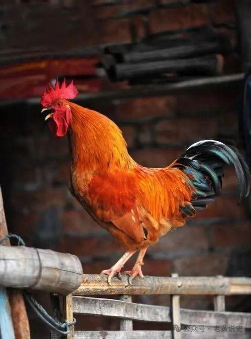 公鸡原神爆料视频下载  第2张